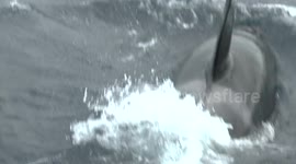 Orca Jumping/Killer Whales
