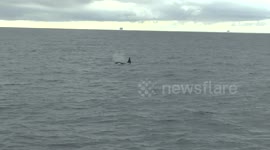 Orca Cutting Through the Water
