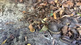 Snake tries to eat massive toad, but struggles
