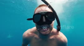 Brave divers remove hook from large shark's mouth
