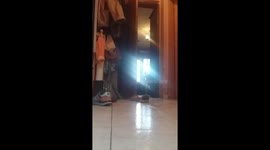 Husky dont let my cat to eat timelapse video