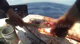 A day with the Shark Addicts