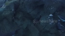 Penguins swimming in zoo 1/3