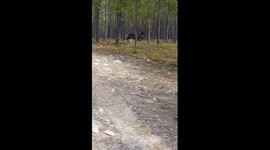 Scary footage of a wolf attacking a dog