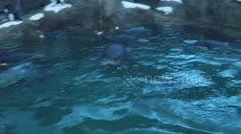 Penguins swimming in zoo 2/3