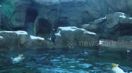 Penguins swimming in zoo 3/3
