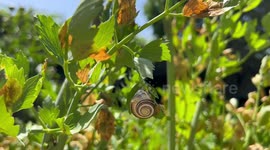 Snail in Swiss garden