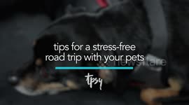 How Traveling With Pets Can Be Stress-Free
