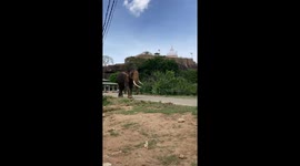 arjun tusker stay at temple in  side the national park sri lanka