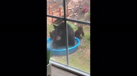 Hot day in Northeast PA. Momma bear needs to cool off and her cubs are waiting.