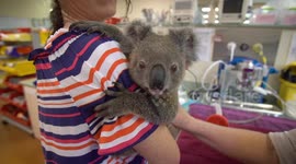 A day in the life at a wildlife zoo hospital