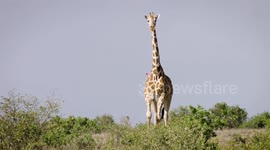 Why tracking giraffe movements is important for researchers