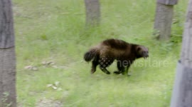 Why The Teeth on These Wolverines Are Very Useful When Eating Frozen Meat