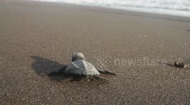 Nestlings of the olive ridley sea turtle (Lepidochelys olivacea) are released to the sea in Guatemala