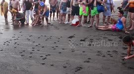 Locals gather on beach in El Salvador to watch turtle hatchlings crawl towards sea