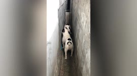 Two chubby pet French Bulldogs get stuck in narrow alley