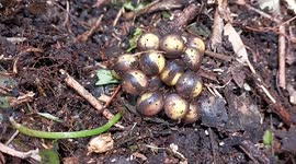 Man discovers mysterious eggs next to lake in Thailand