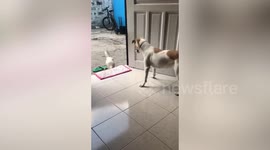 Pet dog tries to push chicken out of house but it fights back