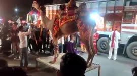 Camel dances at wedding in western India