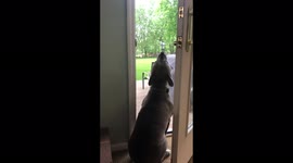 Dog howls non-stop with tornado warning siren in St.Louis, United States