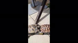 'Confused' tortoise attempts to mate with plastic counterpart