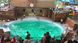 Dolphin Show in Indonesia