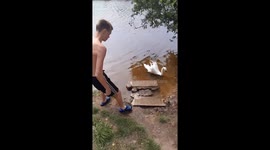 White swan attacks boy in the Latvian river