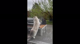 Cat don't want to share territory with a stranger cat