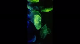 Moon Jelly fish glow at the S.E.A. Aquarium in Sentosa Singapore