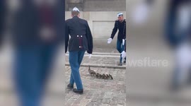 Danish Royal Life Guards escort duck family out of Queen's residence
