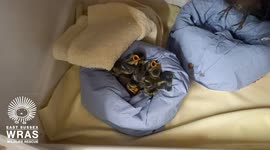 Nest of baby blue tits rescued after chainsaw missed their heads by 1 cm