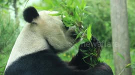 Cute panda eating leaves in Scotland’s Edinburgh Zoo
