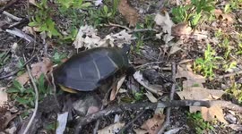 Painted turtle in my back yard today. Making its way to the bog