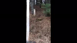 Baby foxes playing near their den in west Paris maine. Mother fox hanging out watching them play
