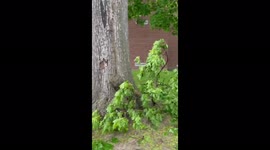 Canada: Powerful Thunderstorm Hits Ontario Leaving Several Dead 3