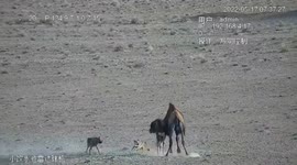 Mother camel uses own body to protect calf from attacking wolves in China