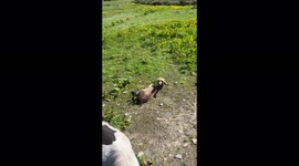 Super cute 1 month old baby donkey having fun rolling about in his home field