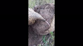 Rarely seen moment endangered pangolin hoovers up ants