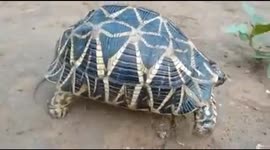 Rarest species turtle found.A golden chake with black colour turtle found in east coast state of India.This species turtle is the mostly rare in the world.After rescue locals banded over it to Forest department....