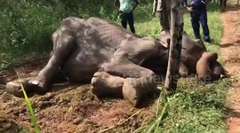 very old Injured elephant fall near the electric fence sri lanka