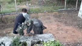 Baby elephant jostles with park rangers trying to chase it back to its herd in Thailand
