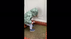 11 month English bulldog sticks her head out of the cat flap to greet us at the door