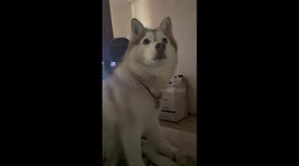 Sociable husky screams throughout the apartment