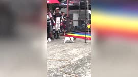 Proud dog joins owner on winner's podium at motorcycle race event