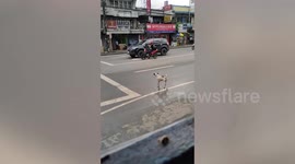 Smart dog safely crosses road by looking at traffic lights