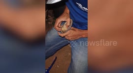 Miraculous rescue for toad that found itself stuck in drain cap in southern India