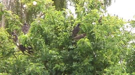 Adult and Young Starlings enjoying their time in a birdbath until a Pidgeon joins the group