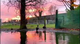 Black Swan couple heading to bed at Sunset