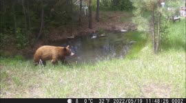 If you have sound, you can hear the turkeys calling, which is probably what this bear stopped and turned its head to look at. The bunny hopping is just a fun ending.