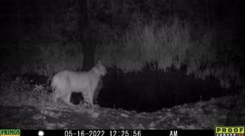 A large bobcat bunts on two protruding branches that stick out from a pond in Idaho.